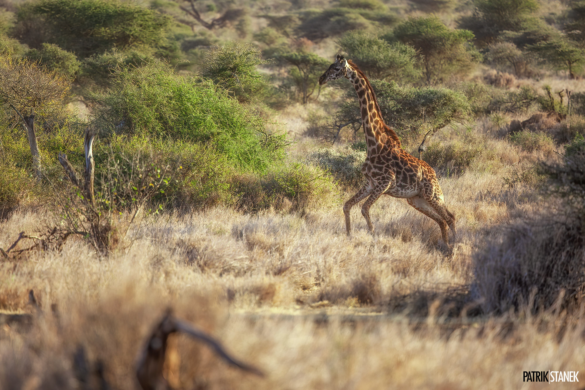 Zirafa Amboseli