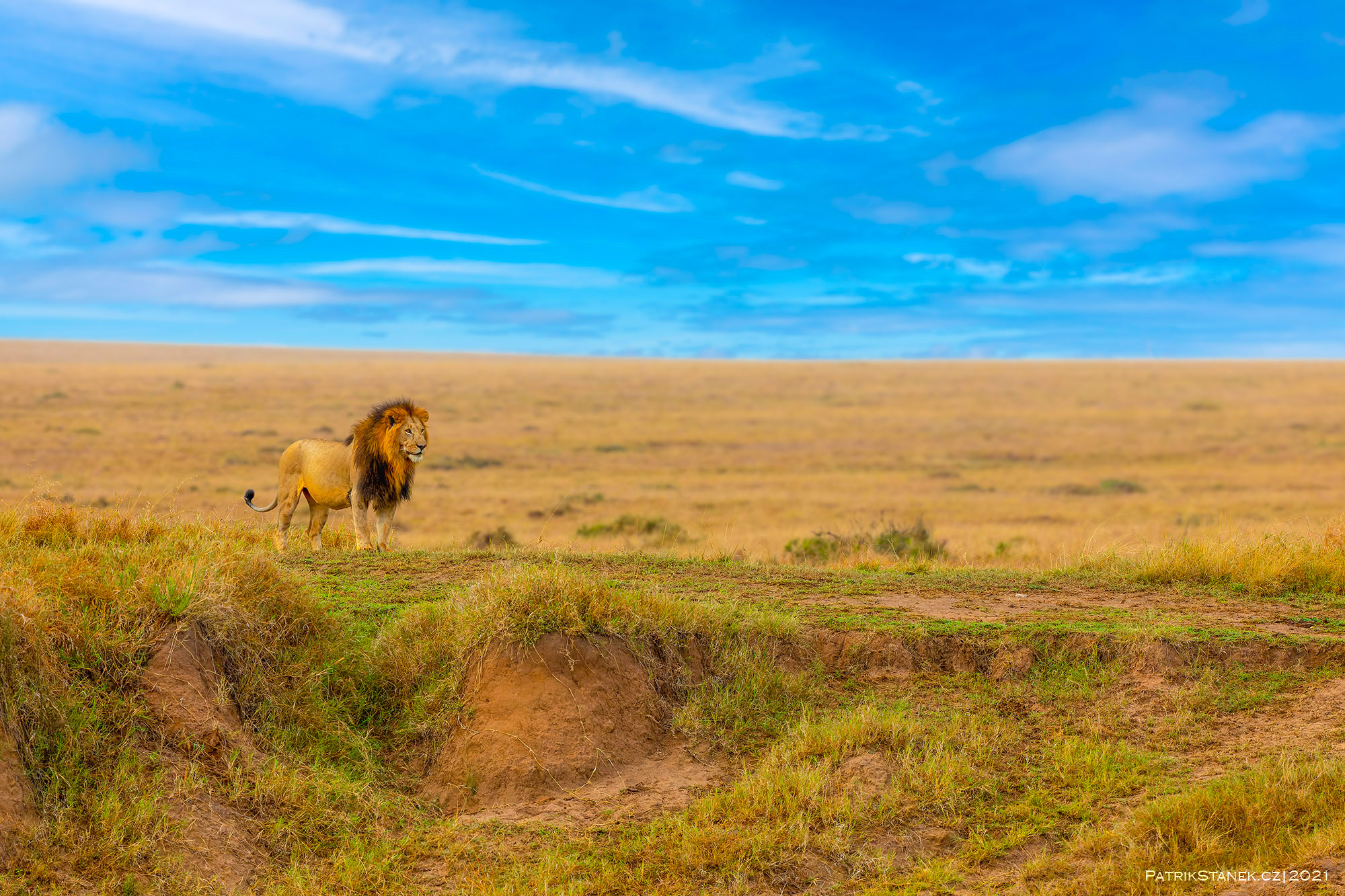 Lev narodnim parku Amboseli